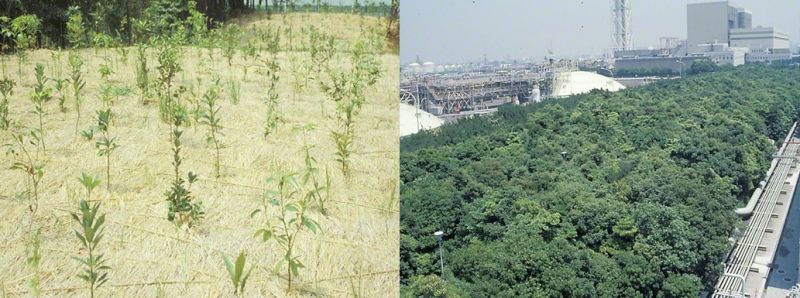 rừng Miyawaki ở nhà máy nhiệt điện Higashi-Ogishima rừng Miyawaki ở nhà máy nhiệt điện Higashi-Ogishima
